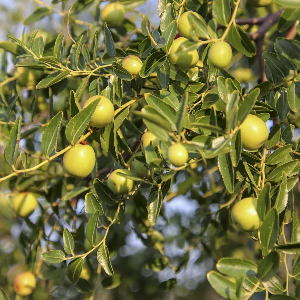 Beeldhouwen - steen- albast - creatieve vakanties - Italië - Toscane - Voterra